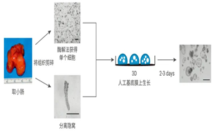 活細胞掃描分析儀MCS31在類器官研究中的應(yīng)用